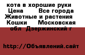 кота в хорошие руки › Цена ­ 0 - Все города Животные и растения » Кошки   . Московская обл.,Дзержинский г.